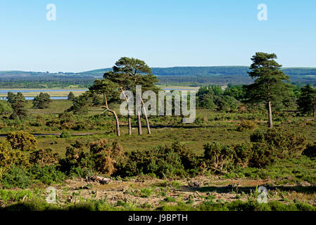 Heathland at Arne, an RSPB nature reserve in Dorset, England UK Stock Photo