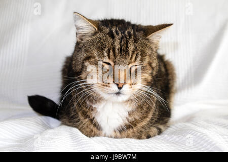 sleepy cat on a sofa Stock Photo