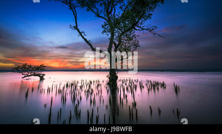 mangrove tree Stock Photo
