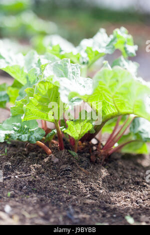 Growing rhubarb in home garden Stock Photo