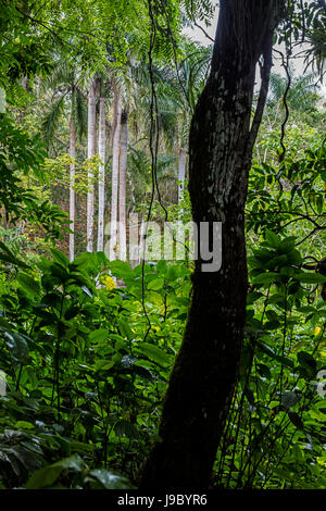 Tropical forest on the hike to EL NICHO WATERFALL in the SIERRA DEL ESCAMBRAY mountains - CIENFUEGOS, CUBA Stock Photo