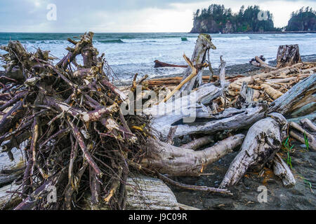 The forested trail on La Push Beach - FORKS - WASHINGTON Stock Photo