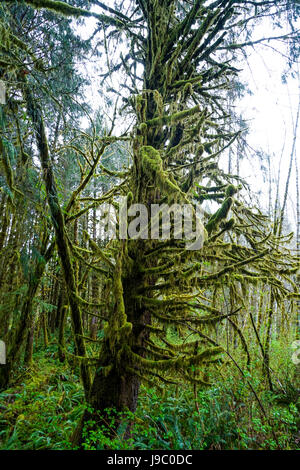 Impressive wilderness at Hoh Rain Forest with mossy trees - FORKS ...
