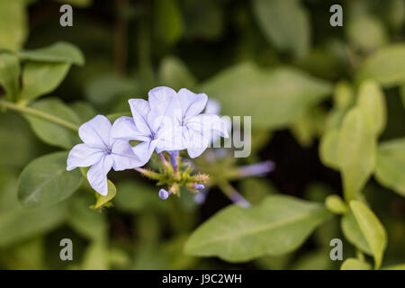 Three small flowers blossoming in NSW, Australia Stock Photo