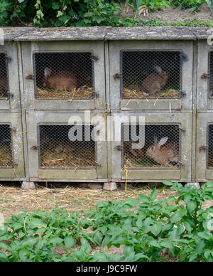 Rabbit breeding, rabbit hutch in an old farm (North Mayenne, Loire country, France). Stock Photo