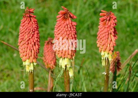 Flowers of Tritoma (Kniphofia), other common names : Red hot poker ...