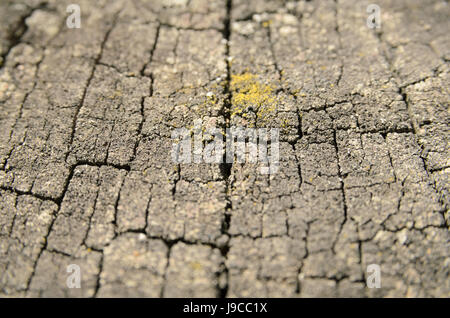 Texture cracked hemp, vertical lines along the pattern Stock Photo