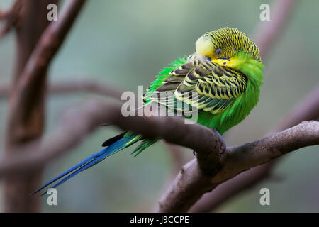 Budgerigar - song parrot perching and sleeping closeup Stock Photo