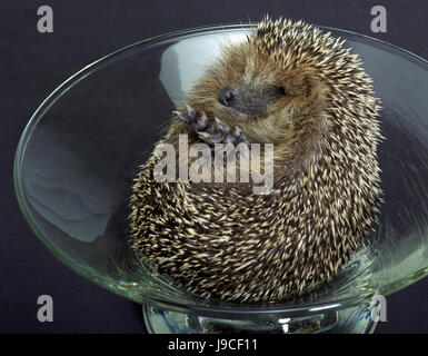 hedgehog in a glass bowl Stock Photo
