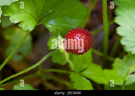 Mock strawberry (Duchesnea indica) - aka Indian strawberry, false strawberry, snake berry - USA Stock Photo