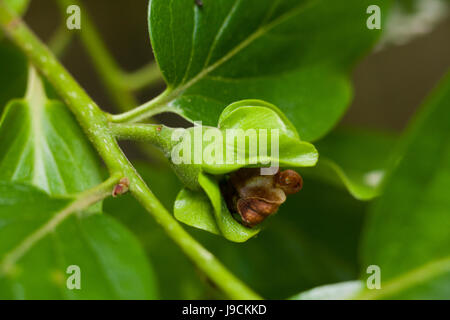 Asian persimmon or Japanese persimmon (Diospyros kaki) flower (bud) on tree Stock Photo