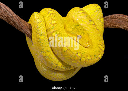 Green tree python, Morelia viridis Stock Photo
