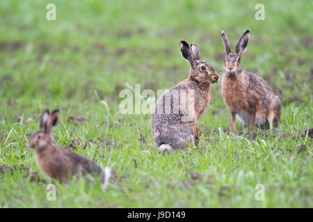European hares (Lepus europaeus) in a meadow, Emsland, Lower Saxony, Germany Stock Photo