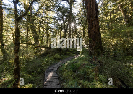 Footpath through forest, sun shining through canopy, moderate rainforest, Kepler Track, Fiordland National Park, Southland Stock Photo