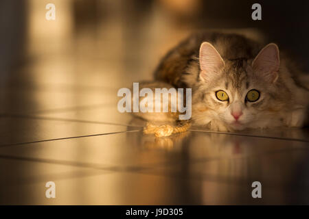 Siberian cat, forest cat lying on tiled floor Stock Photo