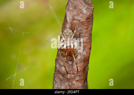 Fringed Jumping Spider with Prey (Portia fimbriata), Far North Queensland, FNQ, QLD, Australia Stock Photo