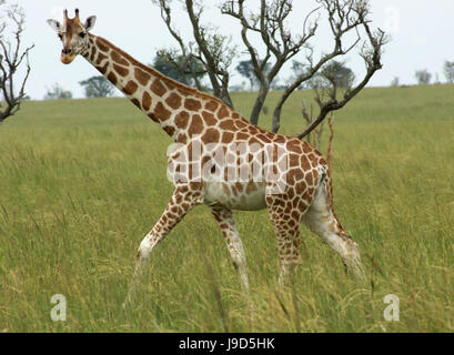 animal, africa, environment, milieu, uganda, beautiful, beauteously, nice, Stock Photo