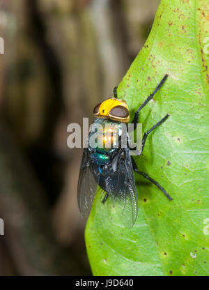 Snail Parasite Blowfly (Amenia imperialis), Calliphoridae, Far North ...