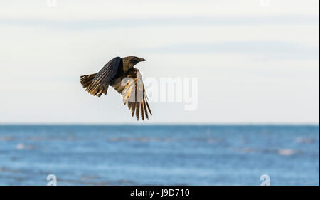 Carrion Crow flying over the sea in late evening light in West Sussex, England, UK. Stock Photo