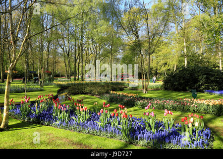 Keukenhof near Lisse, South Holland, Netherlands, Europe Stock Photo