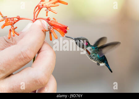 A wild adult male bee hummingbird (Mellisuga helenae), attracted to hand-held flower near Playa Larga, Cuba, Caribbean Stock Photo