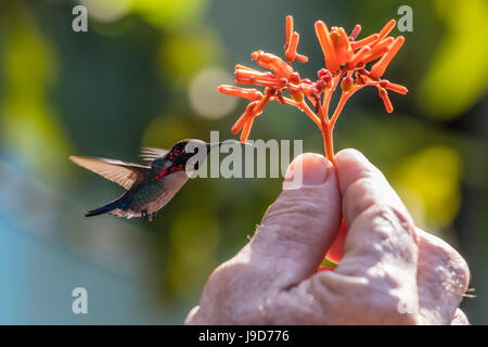 A wild adult male bee hummingbird (Mellisuga helenae), attracted to hand-held flower near Playa Larga, Cuba, Caribbean Stock Photo