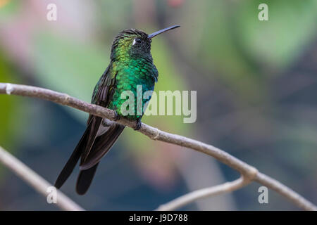 A wild adult Cuban emerald hummingbird (Chlorostilbon ricordii), Zapata National Park, Cuba, West Indies, Caribbean Stock Photo