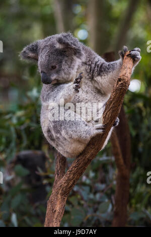 Koala (Phascolarctos cinereus), Lone Pine Sanctuary, Brisbane, Queensland, Australia, Pacific Stock Photo