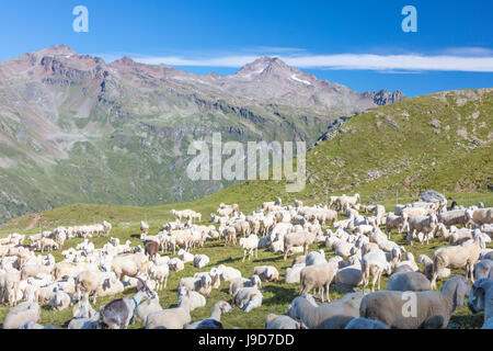 Sheep in the green pastures surrounded by rocky peaks, Val Di Viso, Camonica Valley, province of Brescia, Lombardy, Italy Stock Photo