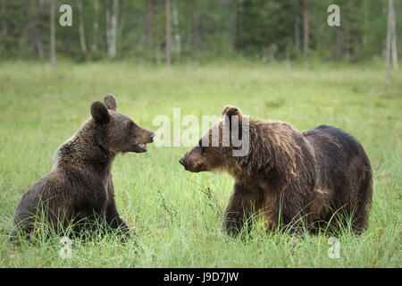 Brown Bears (Ursus Arctos), Finland, Europe Stock Photo