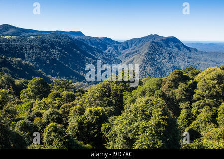 Dorrigo National Park, UNESCO World Heritage Site, New South Wales, Australia, Pacific Stock Photo