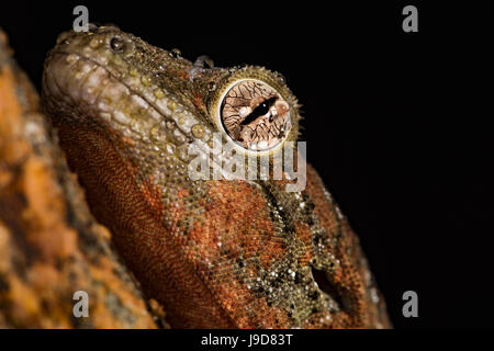 Mossy gecko (Rhacodactylus Chahoua), captive, United Kingdom, Europe Stock Photo