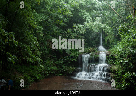 Bamboo Forest, Sichuan Province, China, Asia Stock Photo