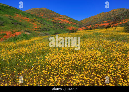 Poppies and Goldfields, Chino Hills State Park, California, USA, North America Stock Photo