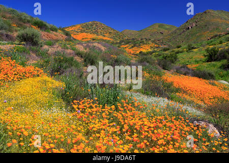 Poppies and Goldfields, Chino Hills State Park, California, USA, North America Stock Photo