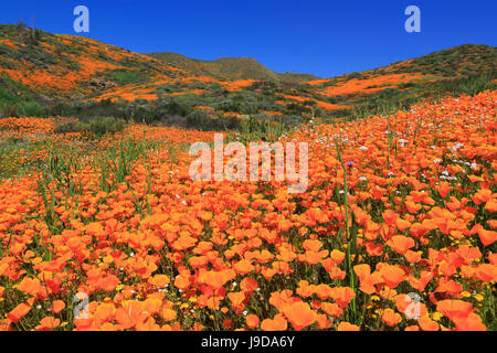 Poppies, Chino Hills State Park, California, USA, North America Stock Photo