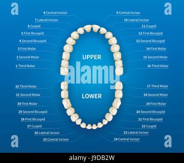Adult human mouth with tooth numbering chart on blue background Stock Vector