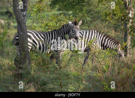animal, africa, zebra, environment, milieu, uganda, nature, beautiful, Stock Photo