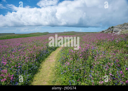 Welsh wild flowers scene. Curving footpath through meadow of campion and bluebells, coastline in background. Skomer Island, Pembrokeshire. May Stock Photo