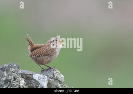 Wren (Troglodytes troglodytes) singing, standing on lichen covered rock. Isolated against natural green background with copy space. Skomer Island, Pem Stock Photo