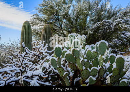 The normally dry Sonoran Desert receives a rare dusting of snow. Tucson, Arizona. Stock Photo