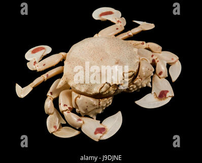 cancer, crab, complete body, macro, close-up, macro admission, close up view, Stock Photo