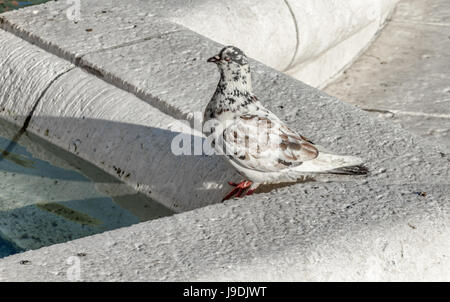 White pigeon with brown spots Stock Photo