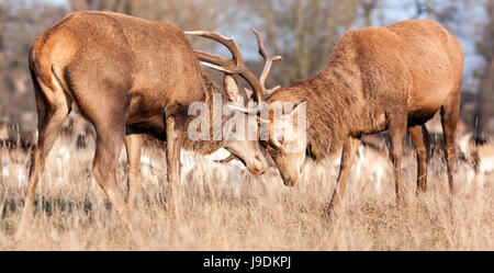 two red deer stags locking antlers