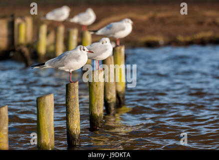 Black headed gull males in winter non-breeding plumage standing on posts in a lake Stock Photo