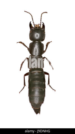 Large Rove Beetle Ocypus on white Background  -  Ocypus nitens (Schrank, 1781) Stock Photo