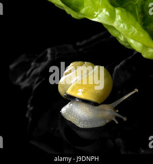 vegetable, salad, motion, postponement, moving, movement, food, aliment, macro, Stock Photo