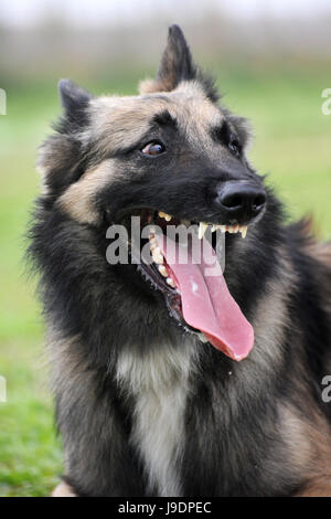 dog, puppy, aggressive, agressive, animal, pet, brown, brownish, brunette, Stock Photo