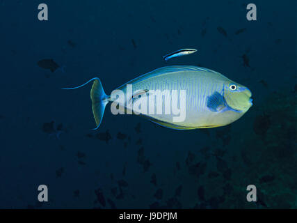 Sleek Unicornfish, Naso hexacanthus, with two cleaner wrasse, Ari Atoll, Indian Ocean, Maldives Stock Photo