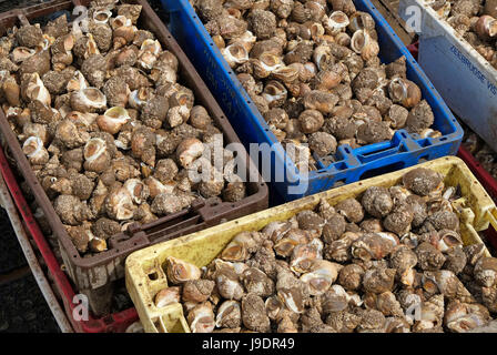 whelks in boxes on deck of fishing boat, wells-next-the-sea, north norfolk, england Stock Photo